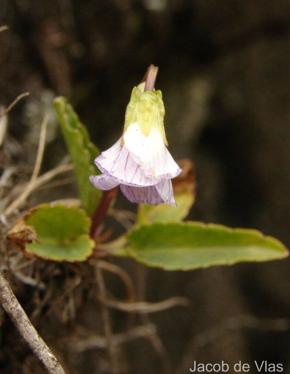 Viola betonicifolia Sm.